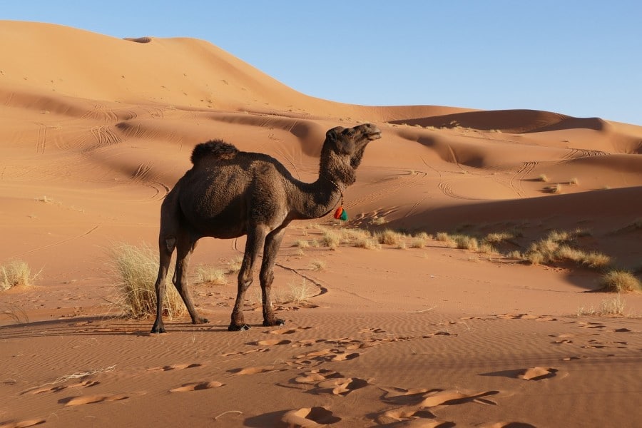 10 days tour from tangier to marrakech via desert